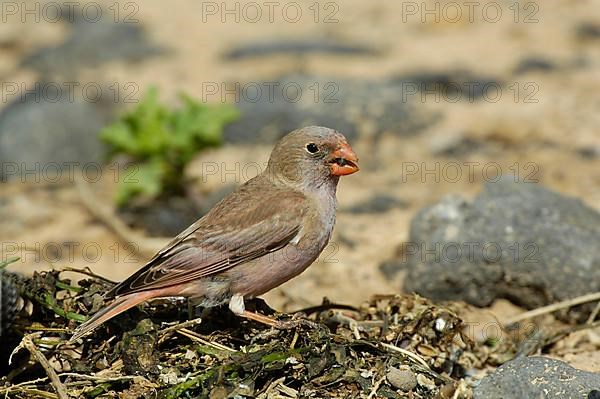 Trumpeter Finch