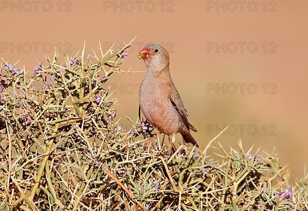 Trumpeter Finch