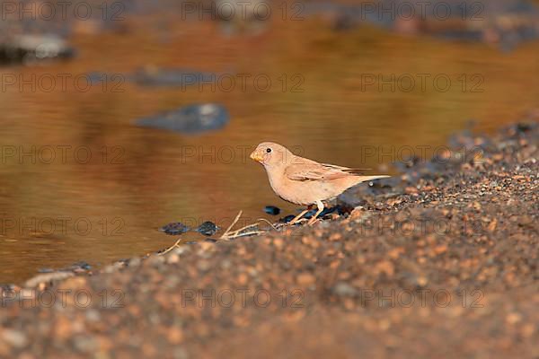 Trumpeter finch