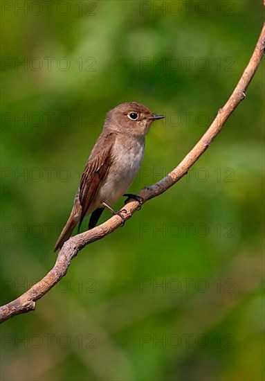 Brown Flycatcher