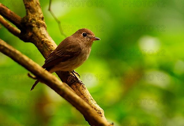 Asian Brown Flycatcher