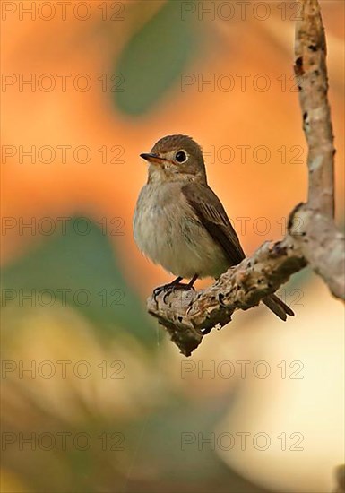 Asian Brown Flycatcher