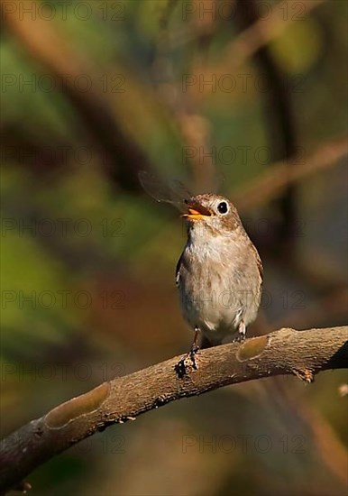 Asian Brown Flycatcher