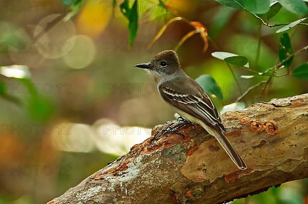 La Sagra's Flycatcher