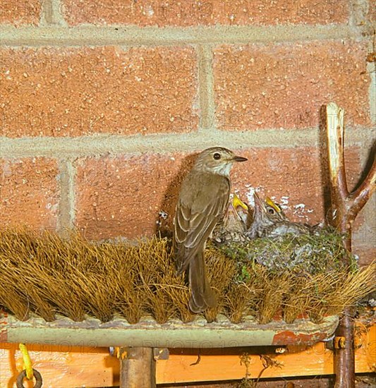 Spotted Flycatcher