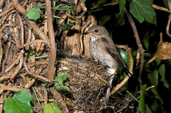 Spotted flycatcher