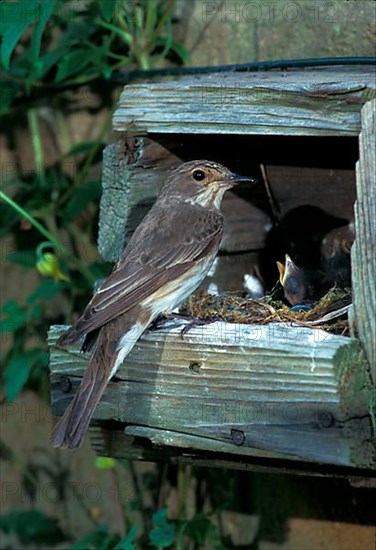 Spotted flycatcher