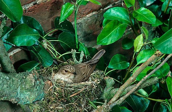 Spotted flycatcher