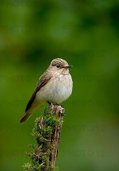 Spotted spotted flycatcher