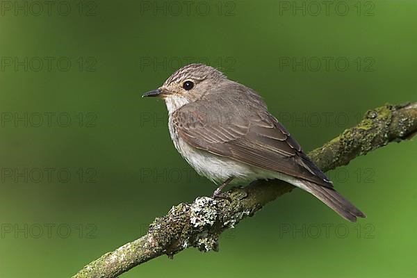 Spotted flycatcher