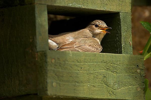 Spotted Flycatcher