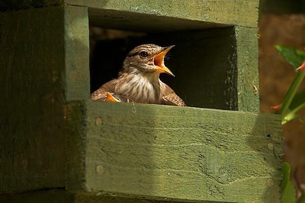 Spotted Flycatcher