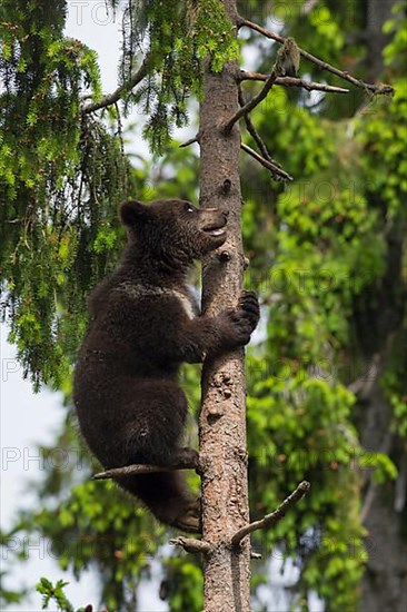 European brown bears