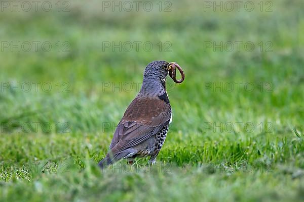 Fieldfare