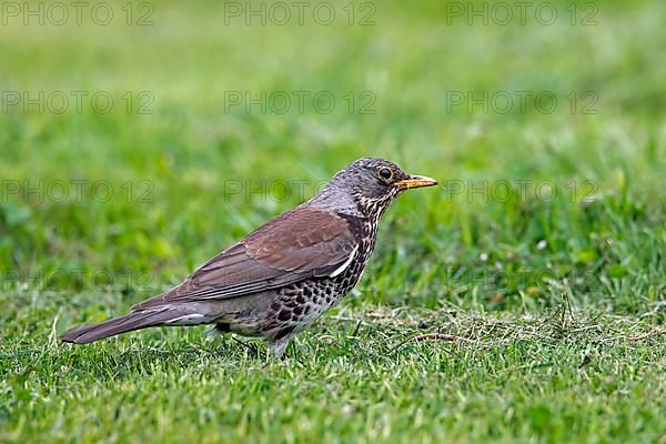 Fieldfare