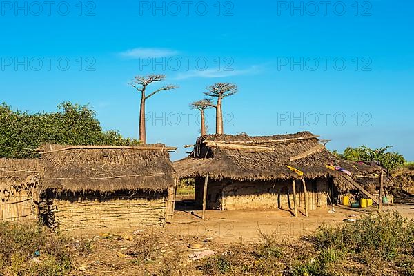 Baobab tree and traditional thatched houses