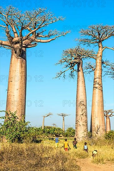 Baobab Avenue