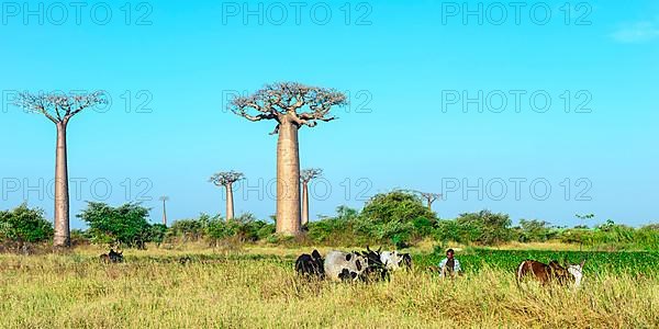 Malagasy man guarding cows