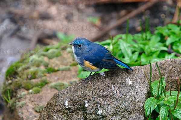 Himalayan Bluebird