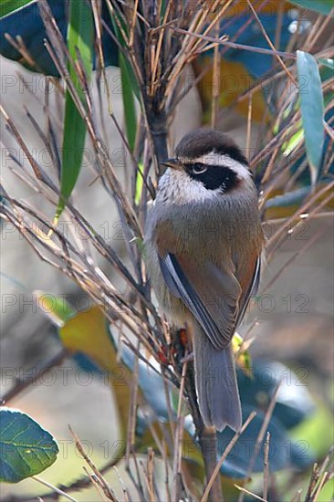 White-browed fulvetta