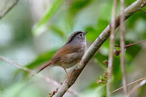 Mountain Fulvetta