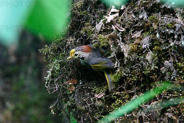 Adult Golden-fronted Fulvetta