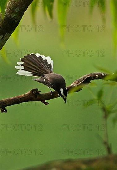 White-browed fantail