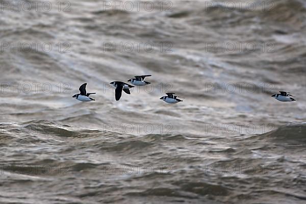 Little Auk