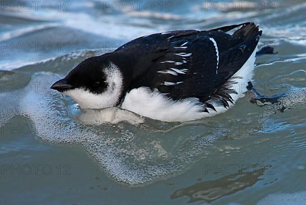 Little Auk