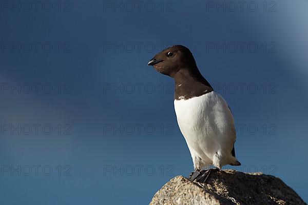 Little Auk