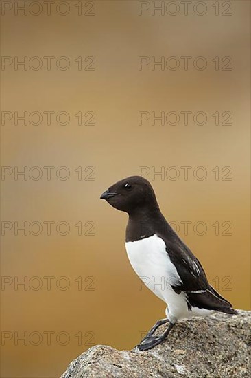 Little Auk