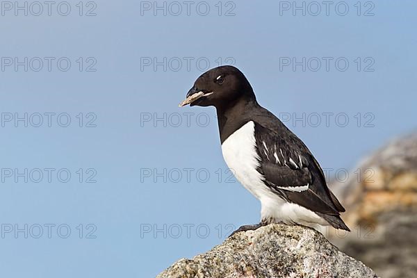 Little Auk