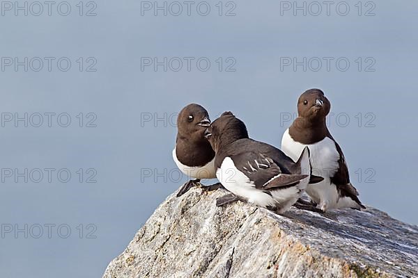 Little Auk