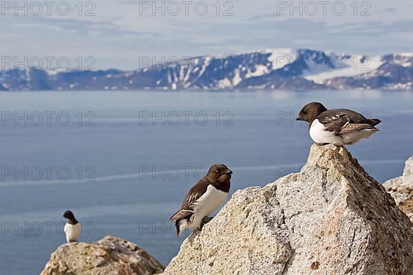 Little Auk