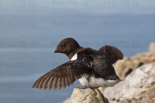 Little Auk