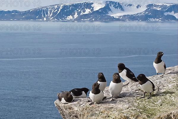 Little Auk