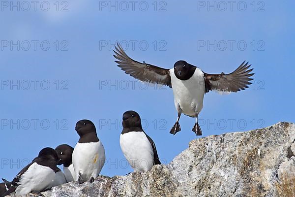 Little Auk