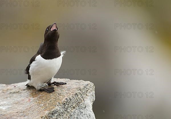 Little Auk