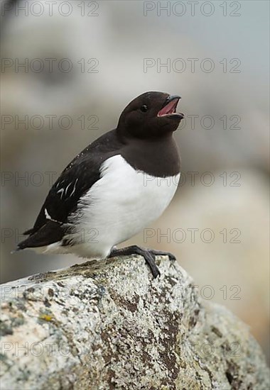 Little Auk