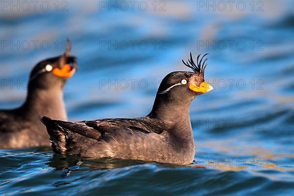 Crested auklet