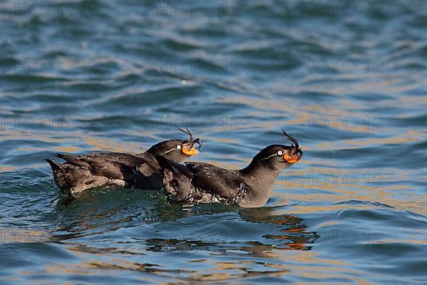 Crested Auklet