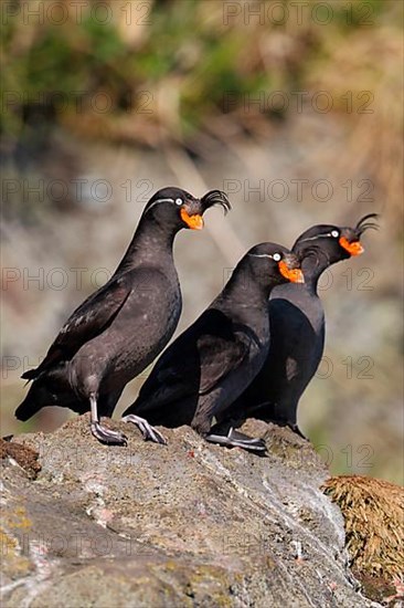 Crested Auklet