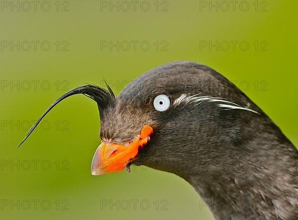 Crested Auklet