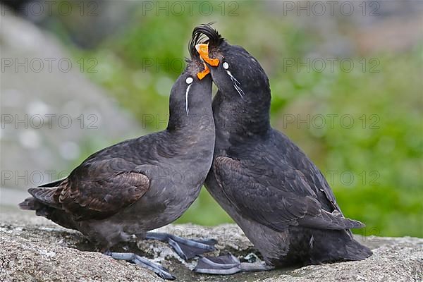 Crested Auklet