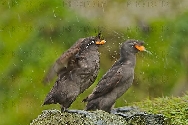 Crested Auklet