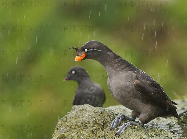 Crested Auklet