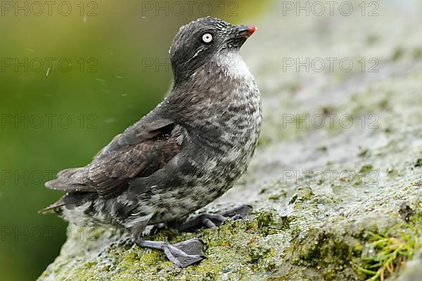 Least Auklet