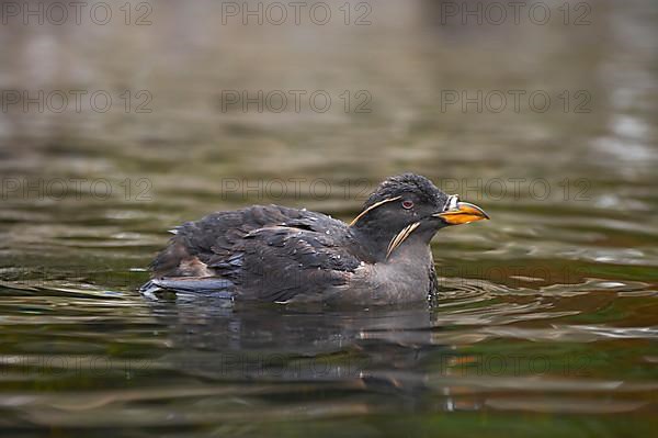 Rhinoceros Auklet