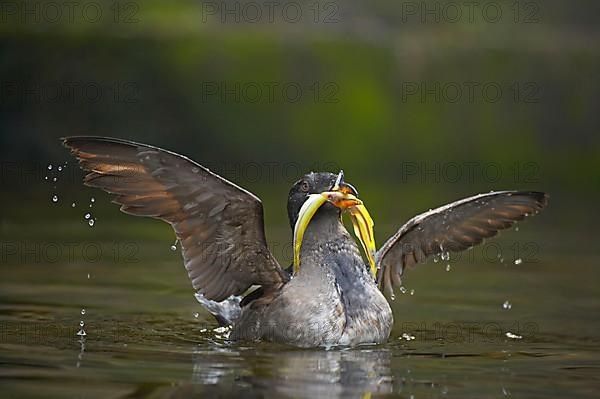 Rhinoceros Auklet