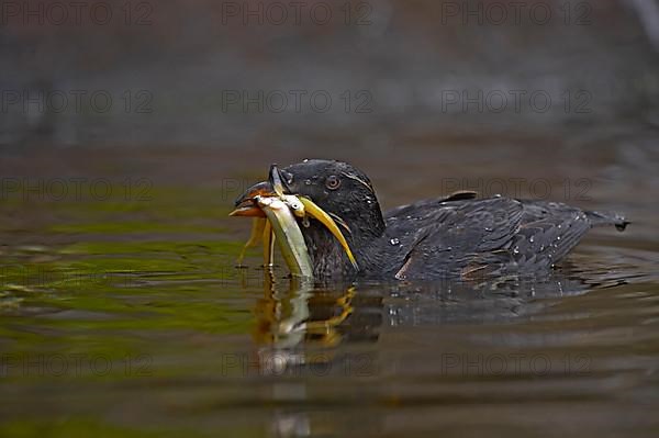 Rhinoceros Auklet